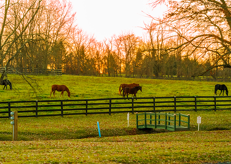 Horses in Autumn